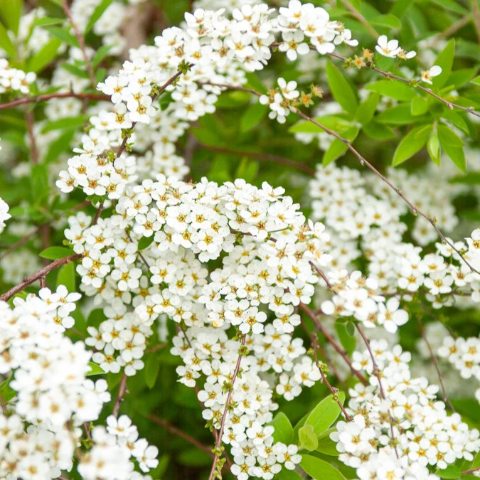 Spierstruik arguta - Image 4