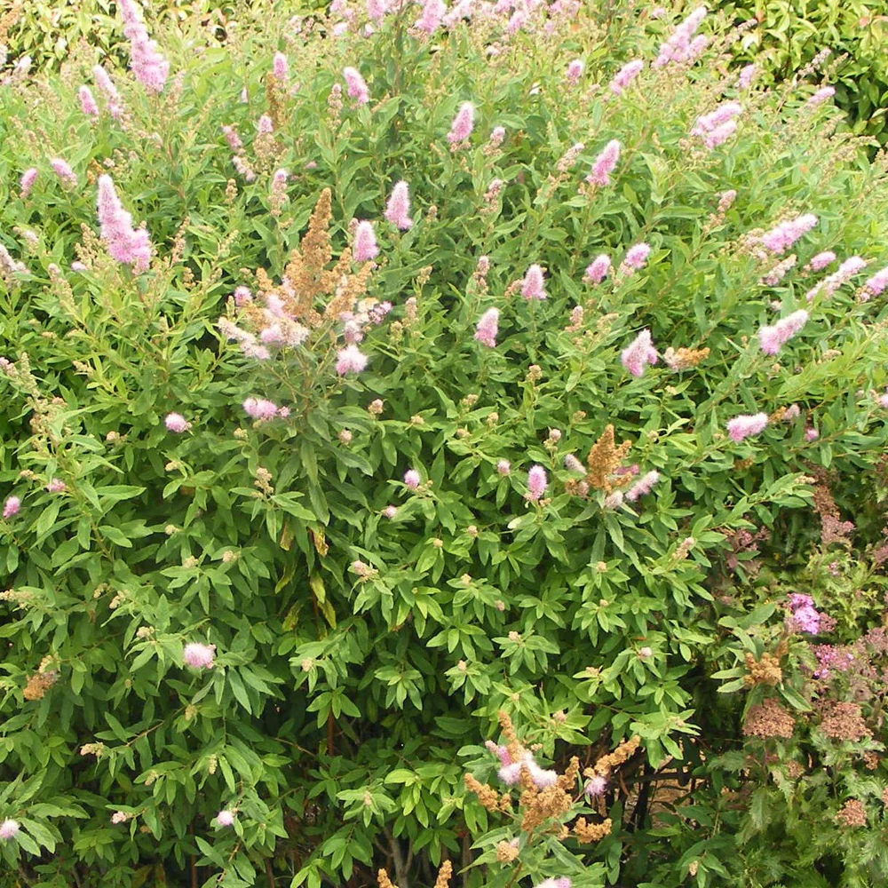 Spierstruik billardii