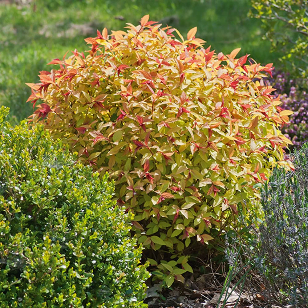Spierstruik 'Goldflame' - Image 3