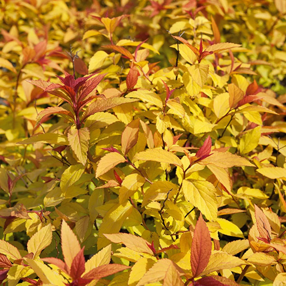 Spierstruik 'Goldflame' - Image 5