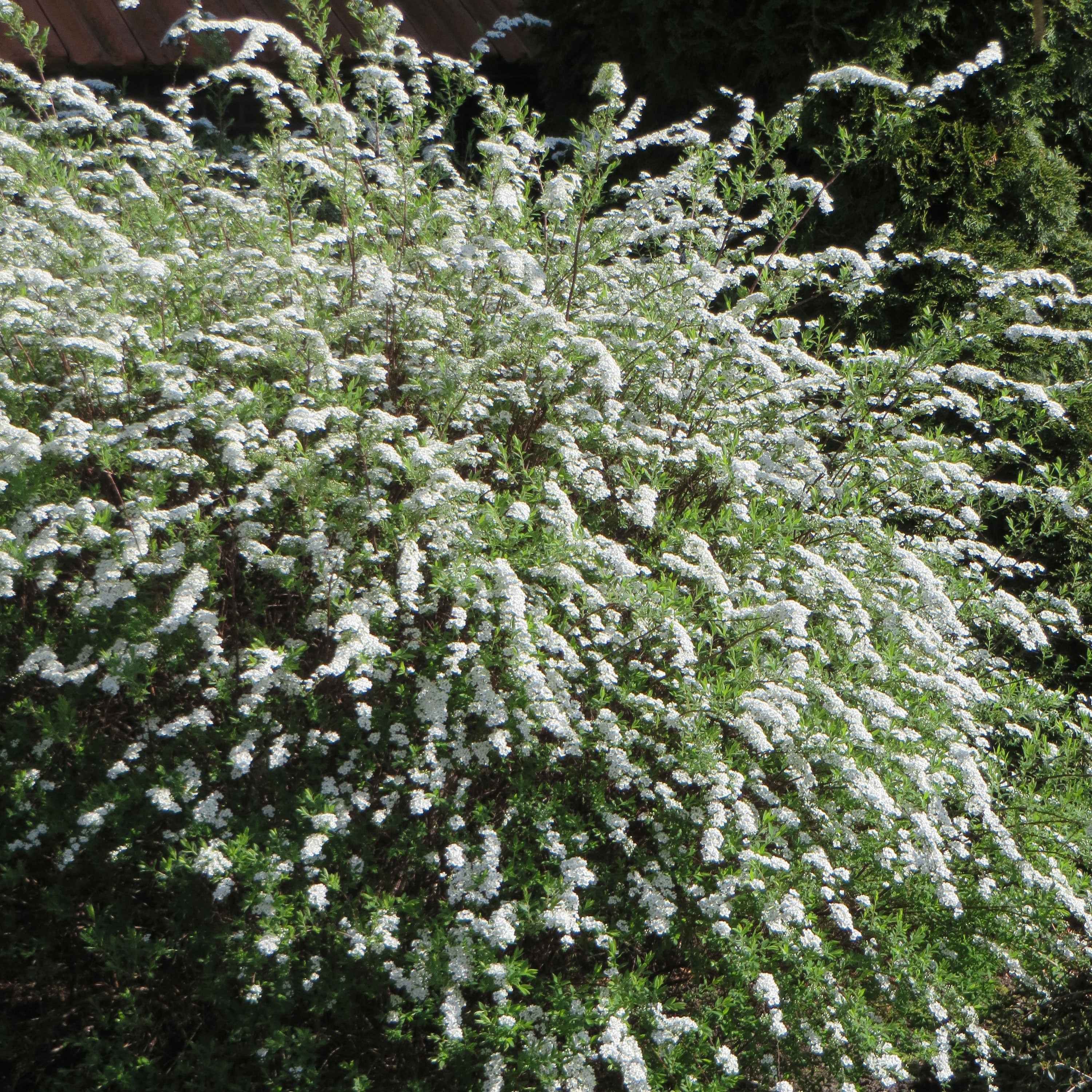 Spierstruik 'Grefsheim'