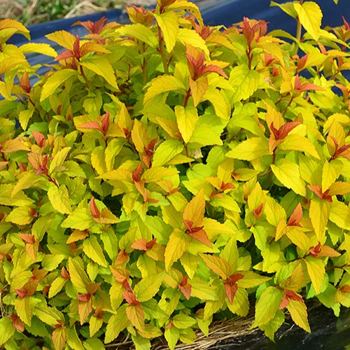 Spierstruik 'Merlo® Gold'