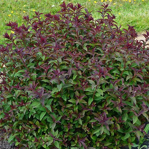 Spierstruik 'Merlo® Green'