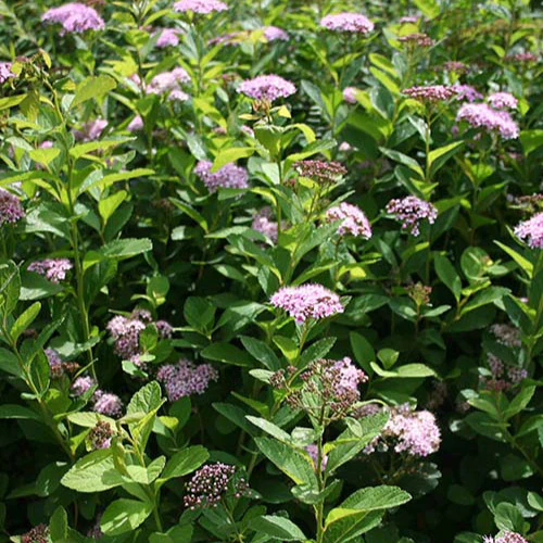 Spierstruik 'Pink Sparkler'®