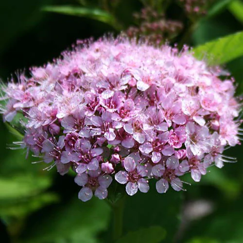 Spierstruik 'Pink Sparkler'® - Image 2