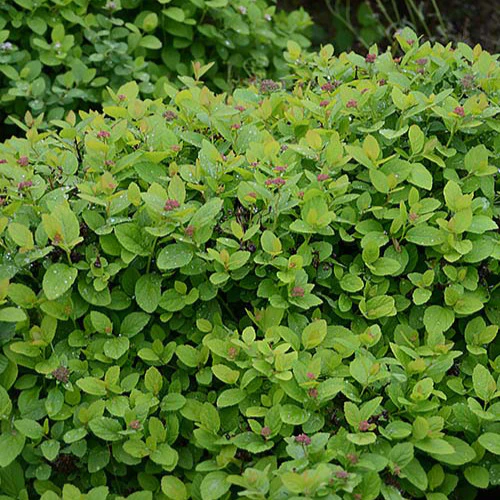 Spierstruik 'Pink Sparkler'® - Image 3