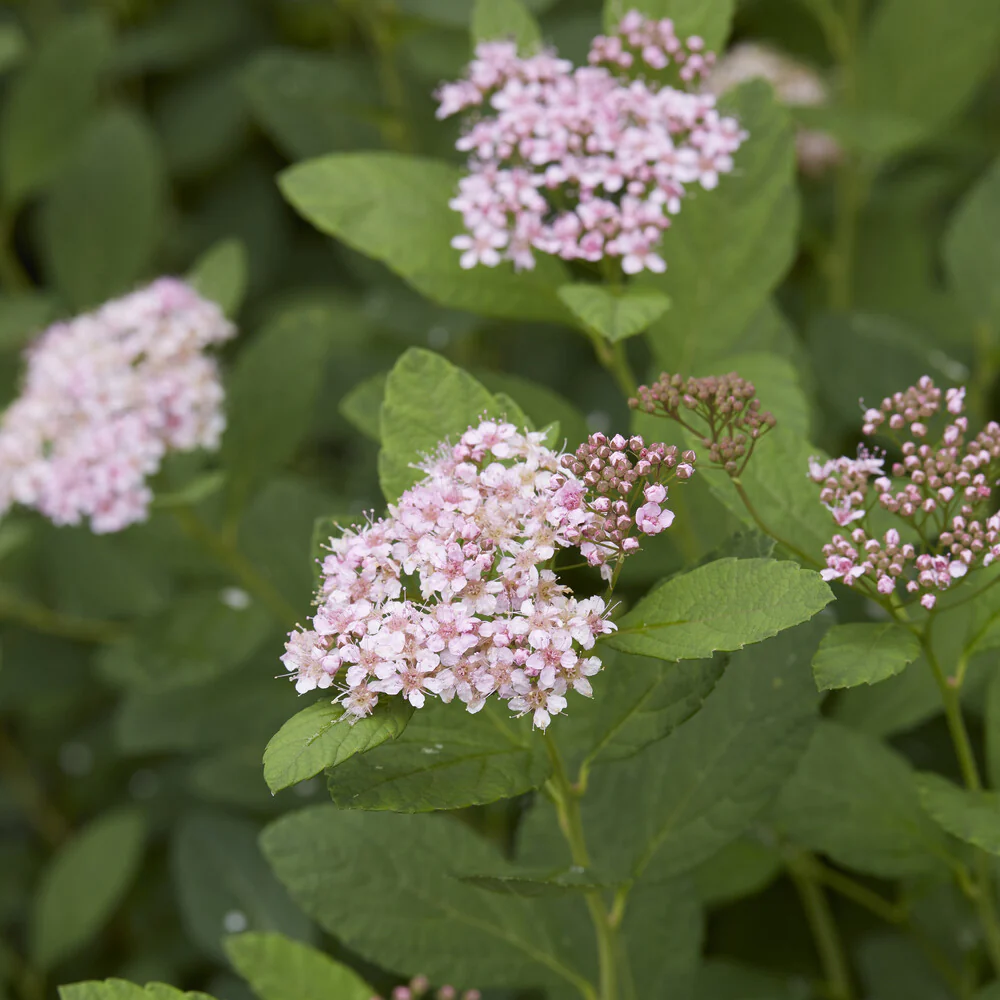 Spierstruik 'Pink Sparkler'® - Image 4
