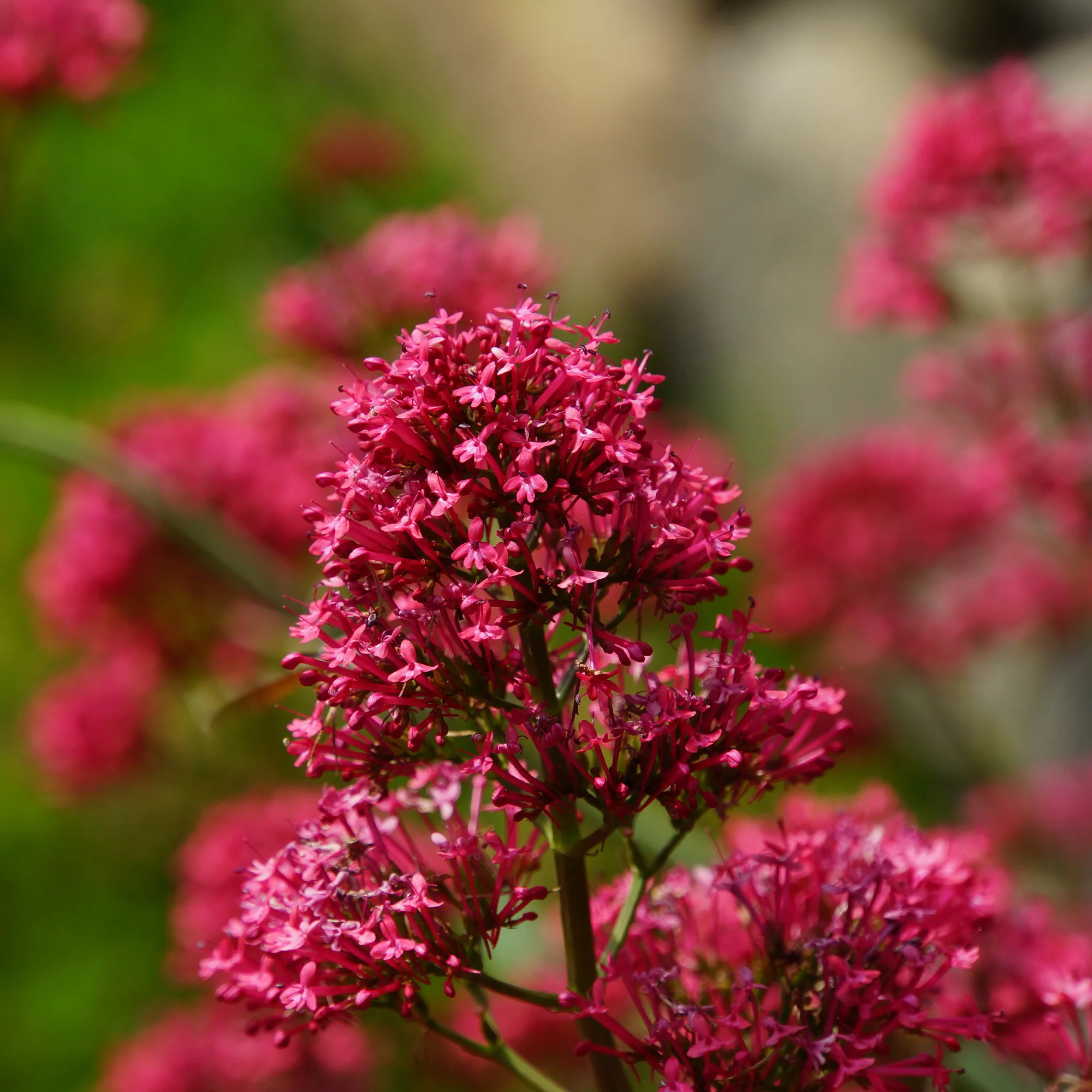 Spoorbloem - rood - Image 2