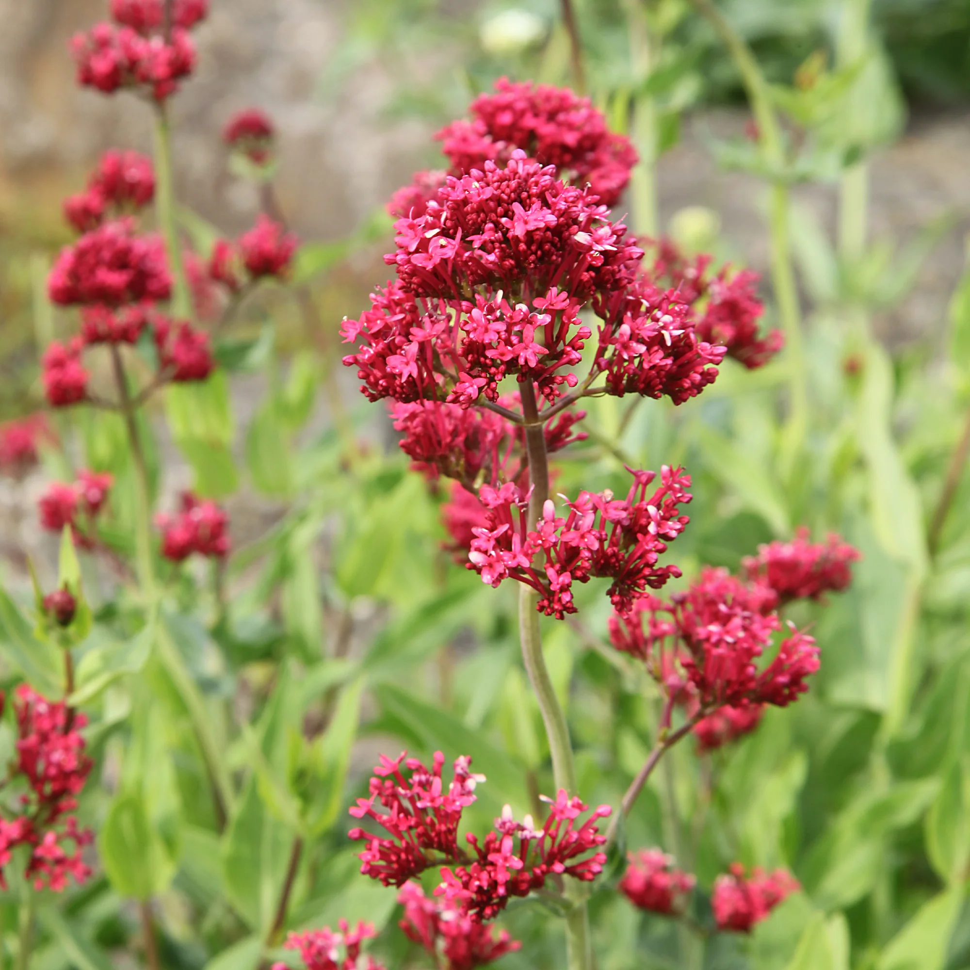 Spoorbloem - rood - Image 3