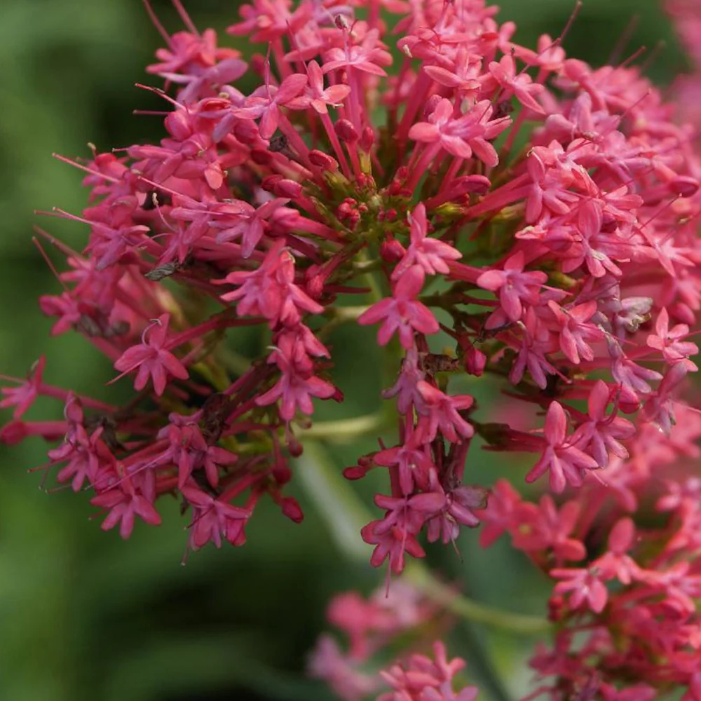 Spoorbloem - rood - Image 4