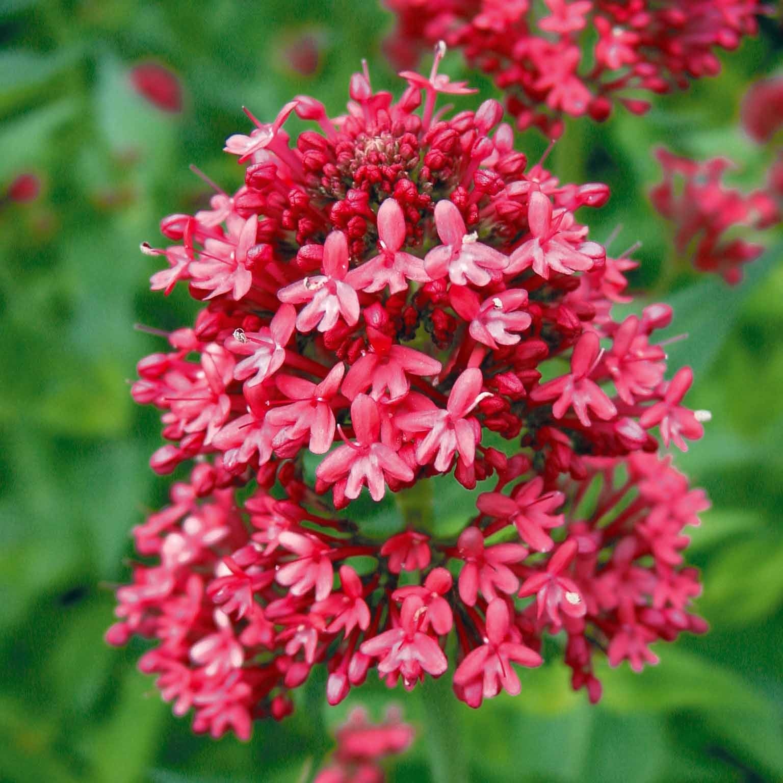 Spoorbloem - rood - Image 5