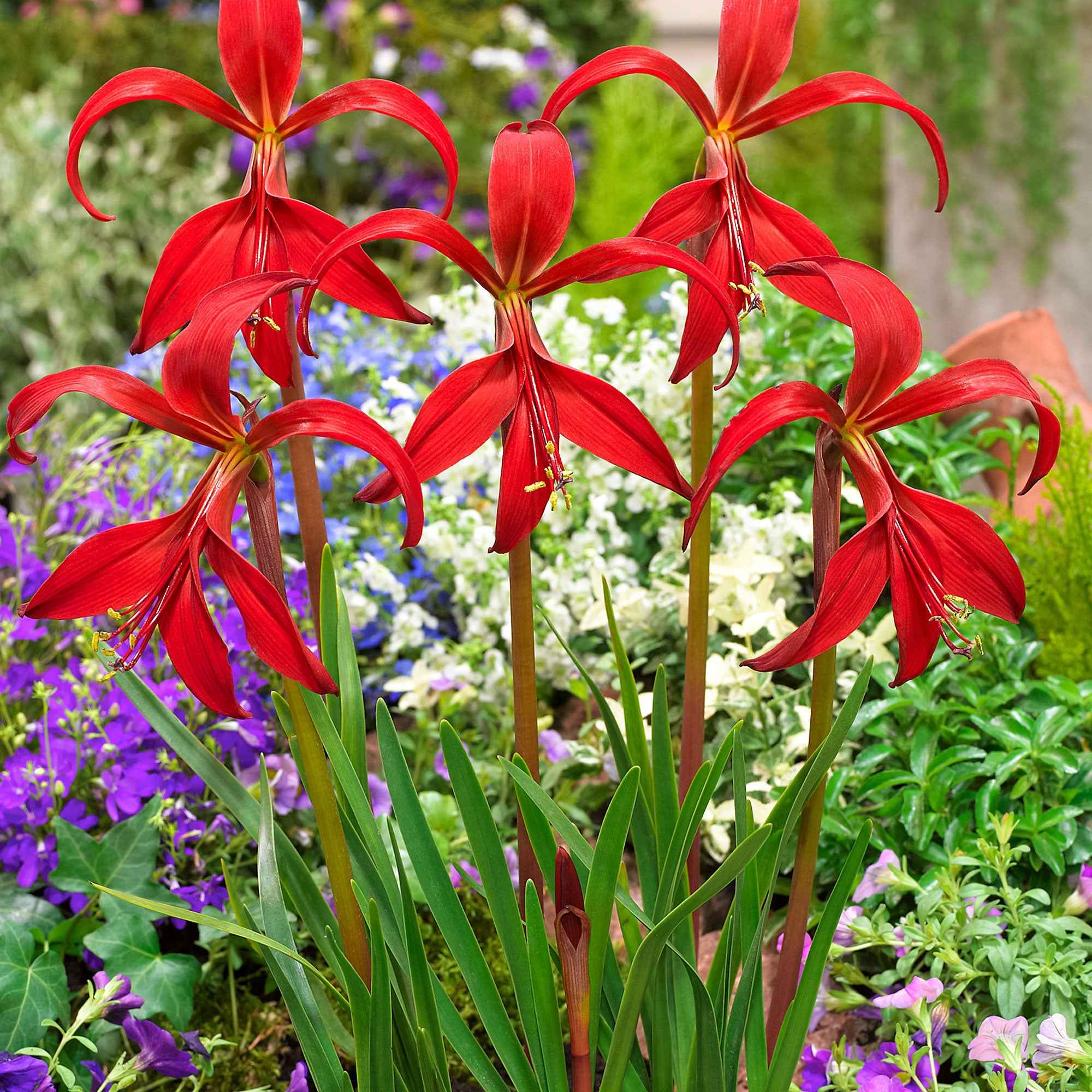 Miniatuur 2