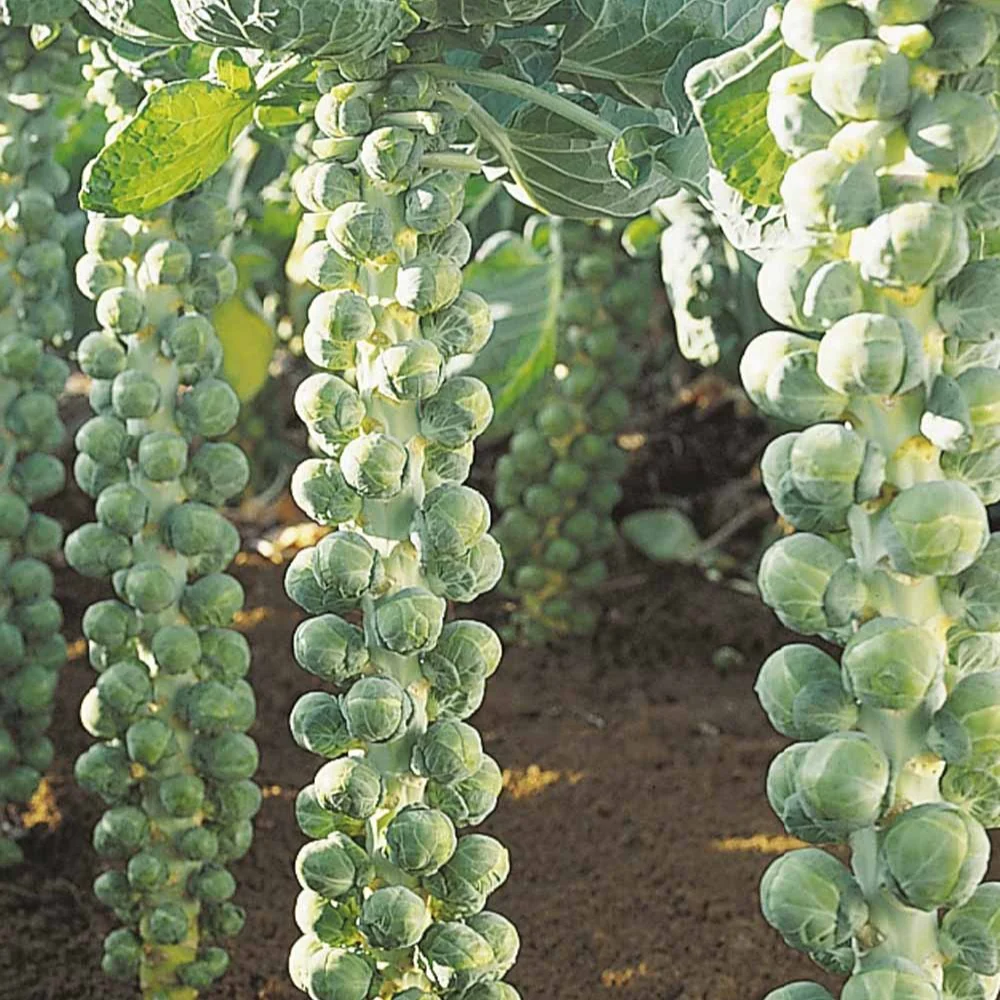 Spruiten 'Igor F1' - BIO