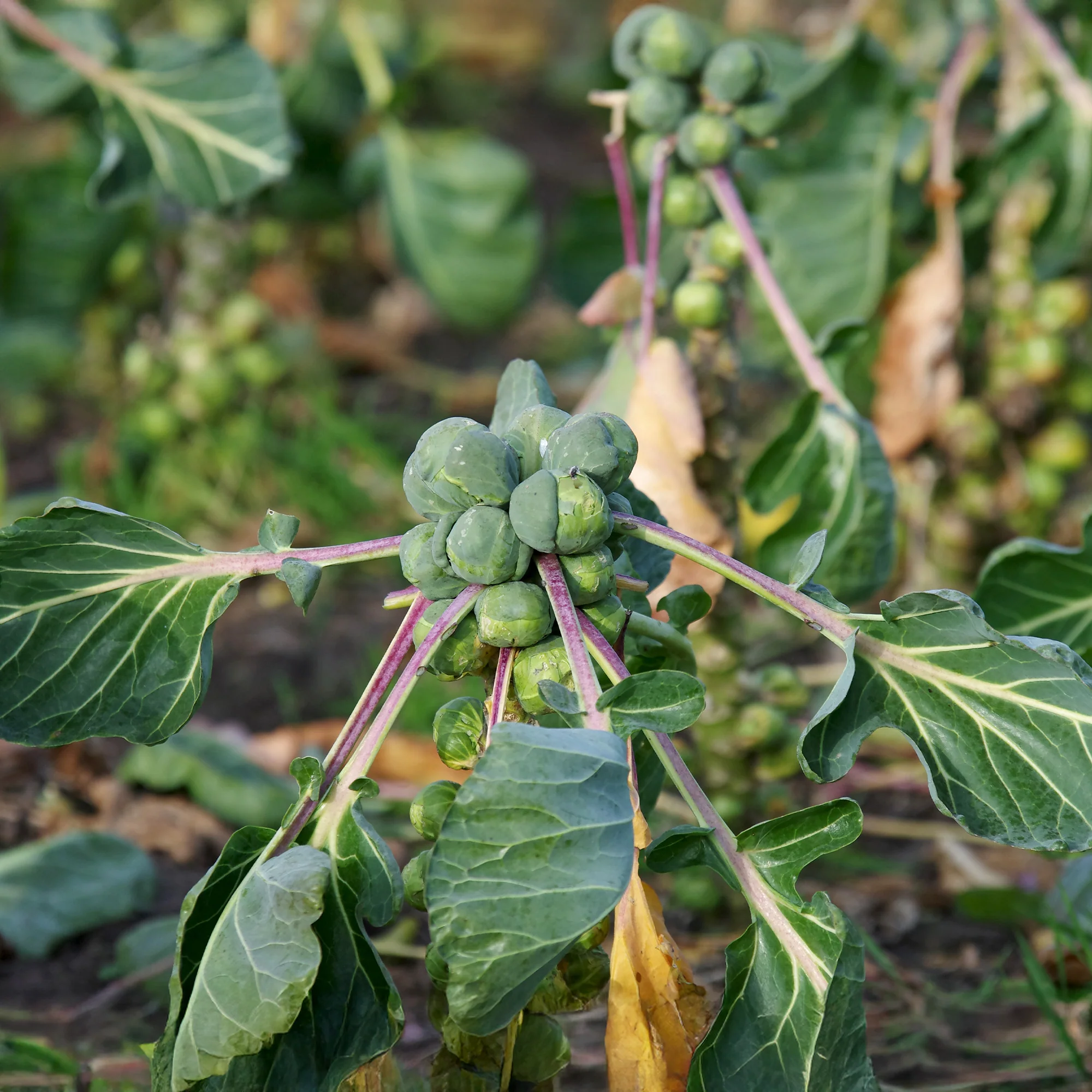 Spruiten 'Roodnerf'