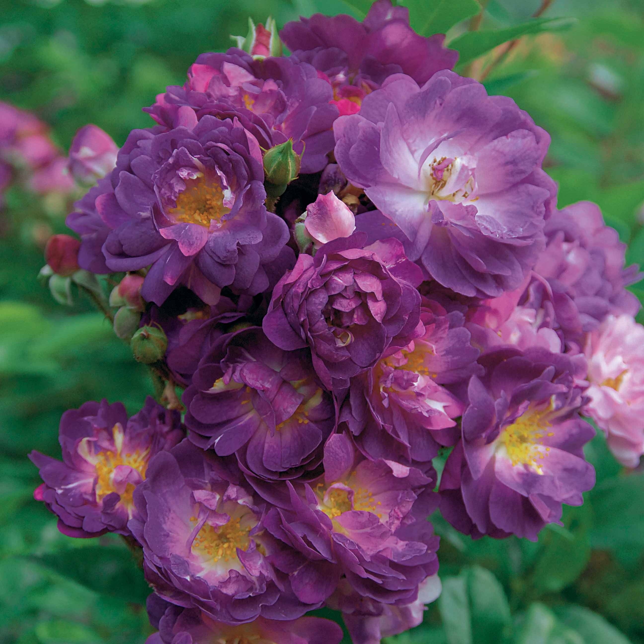 Stamroos Blue Violet