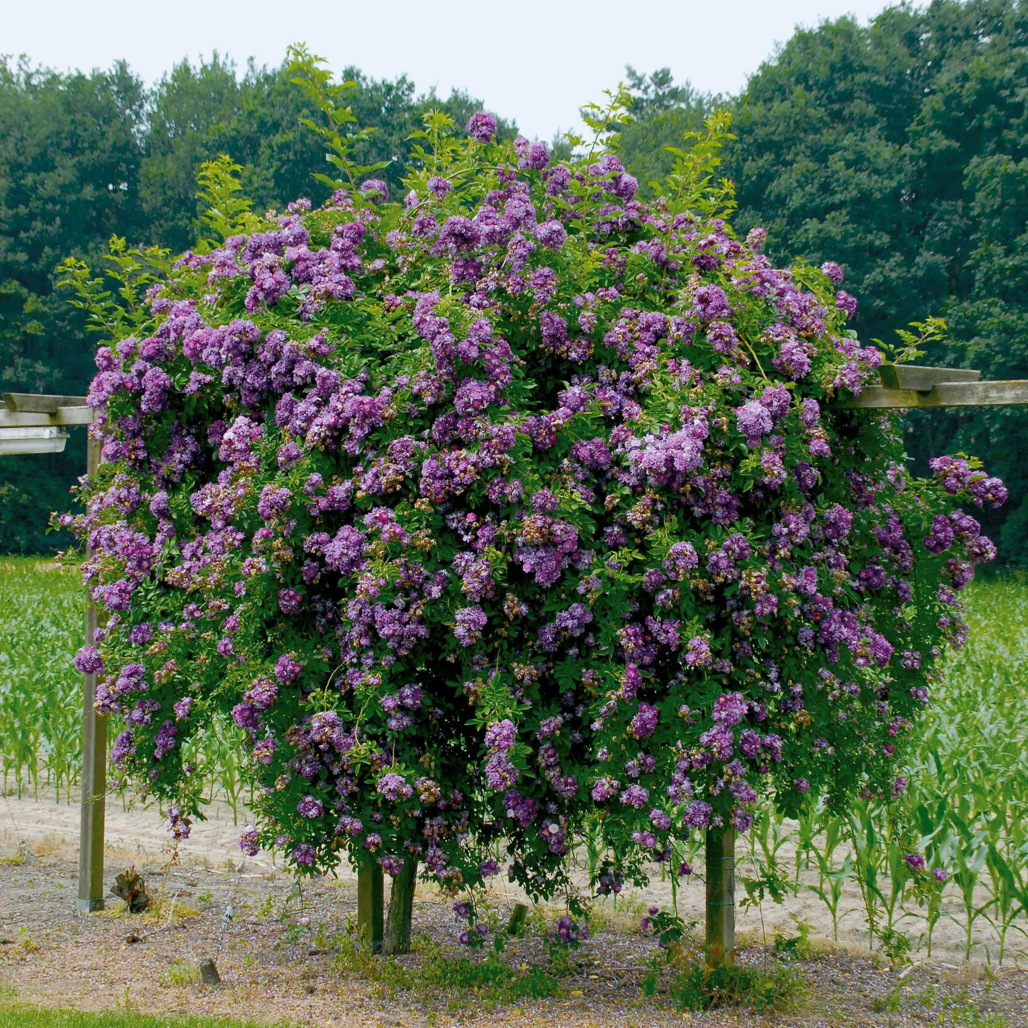 Stamroos Blue Violet - Image 2