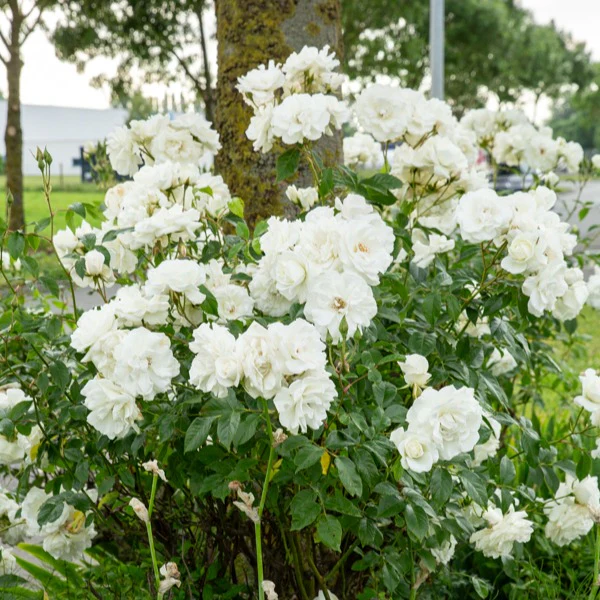 Stamroos 'Korbin'