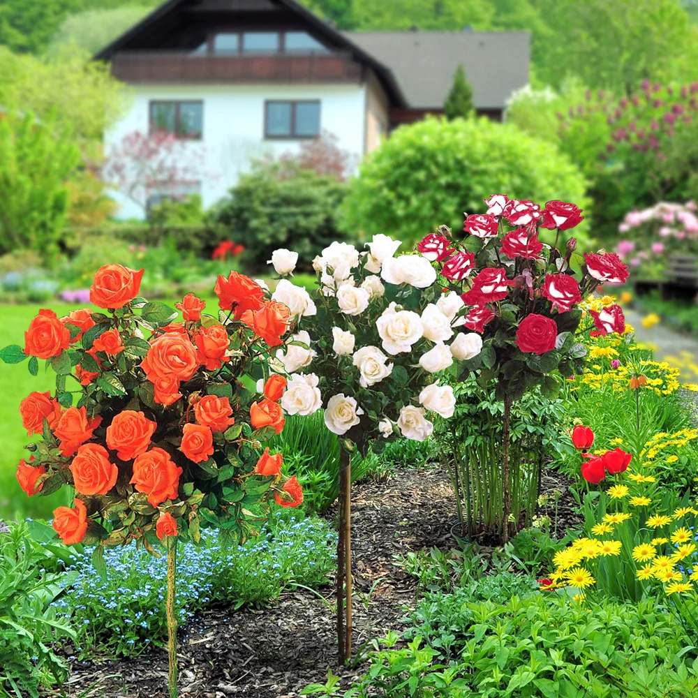 Stamroos Mix 'Ramona' + 'Korbin' + 'Orisia' (x3) - Image 2