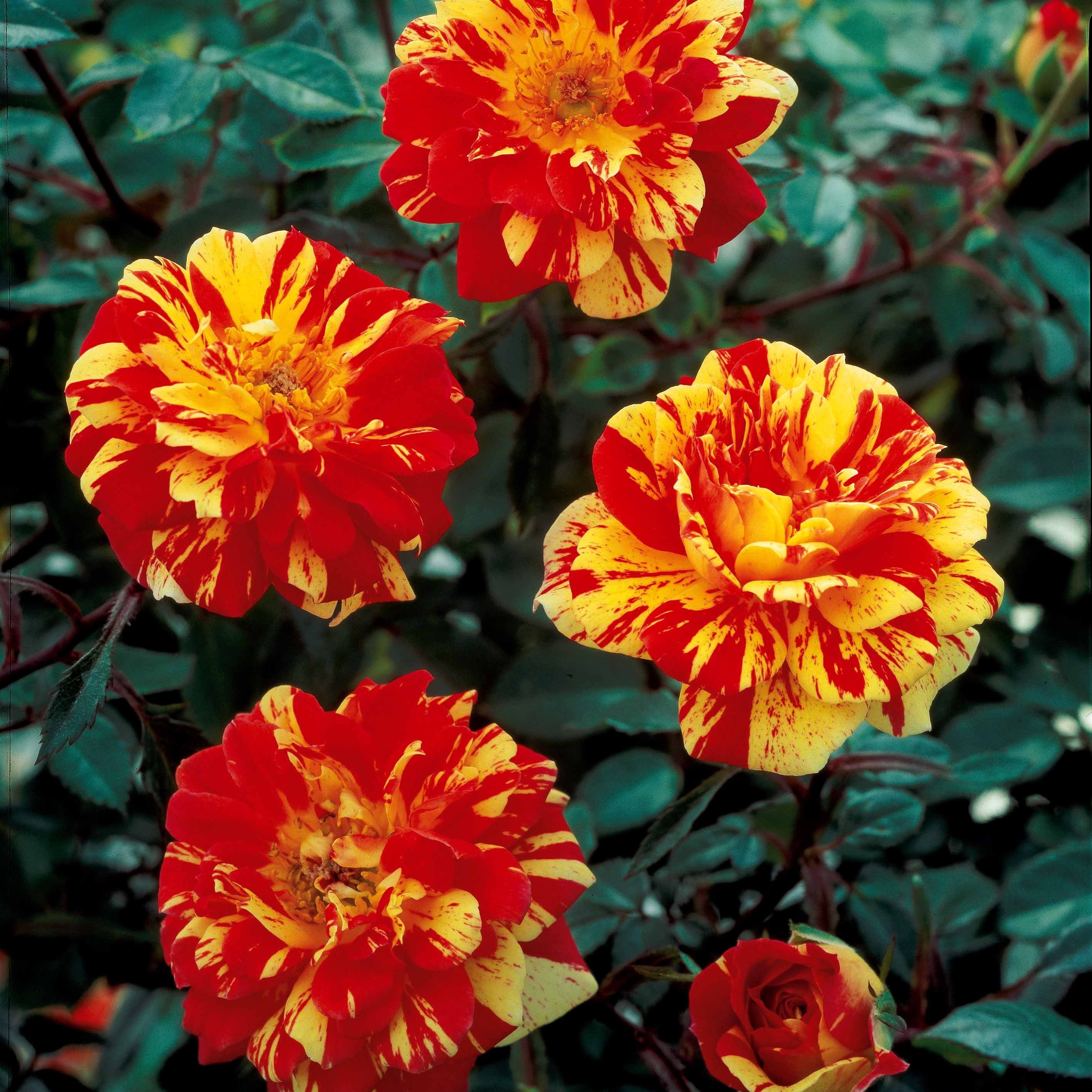 Stamroos 'Mousha'