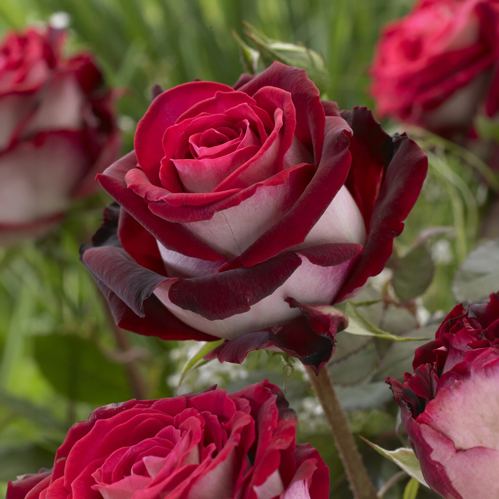 Stamroos 'Osiria'