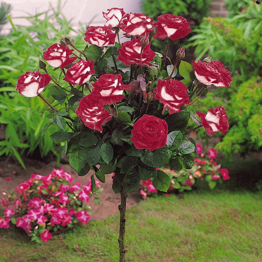 Stamroos 'Osiria' - Image 2