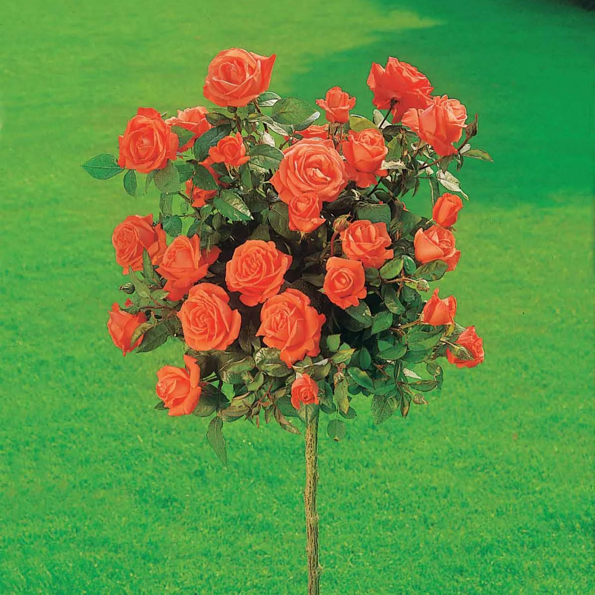 Stamroos 'Ramona'