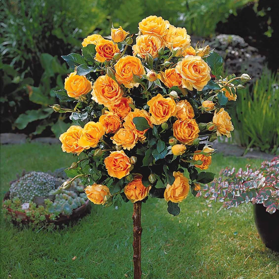 Stamroos 'Sunsilk'