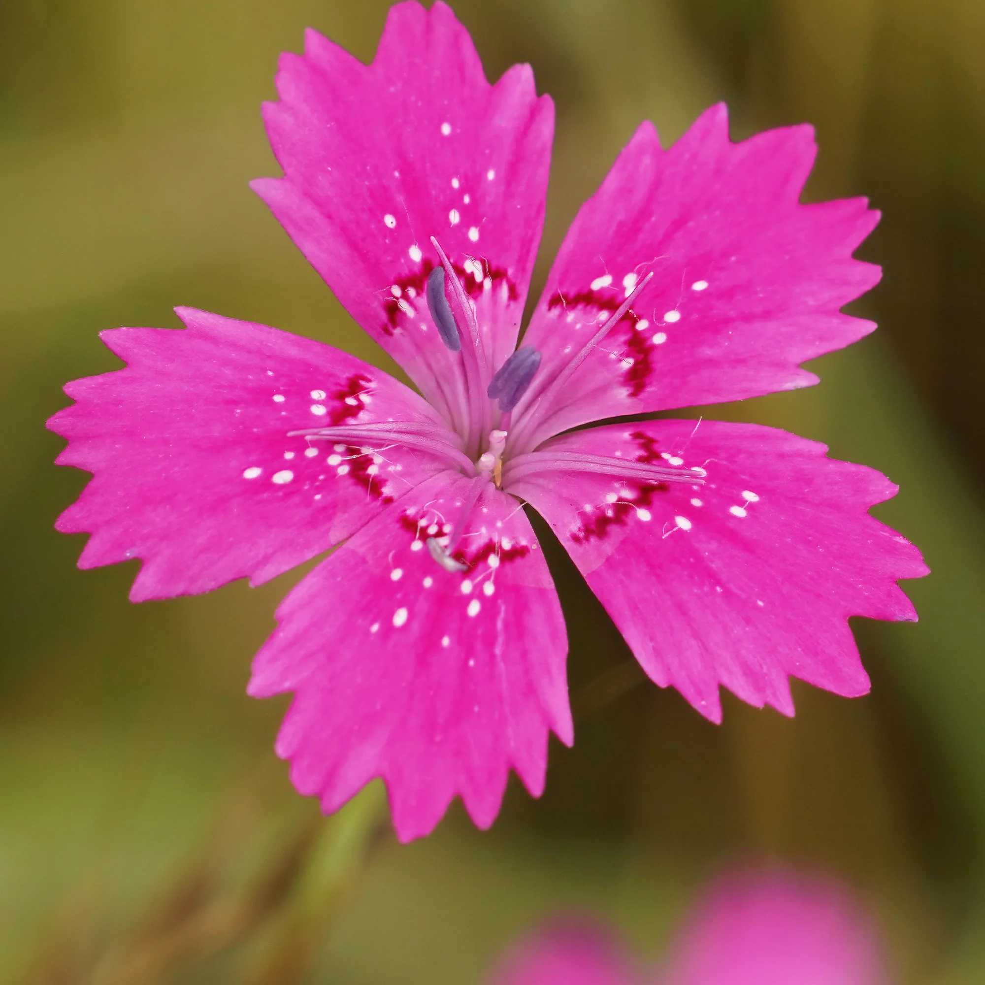 Steenanjer 'Rosea'
