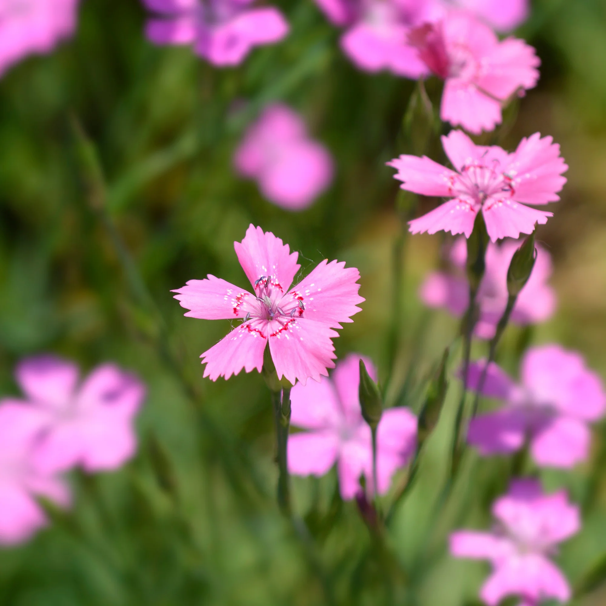 Steenanjer 'Rosea' - Image 2