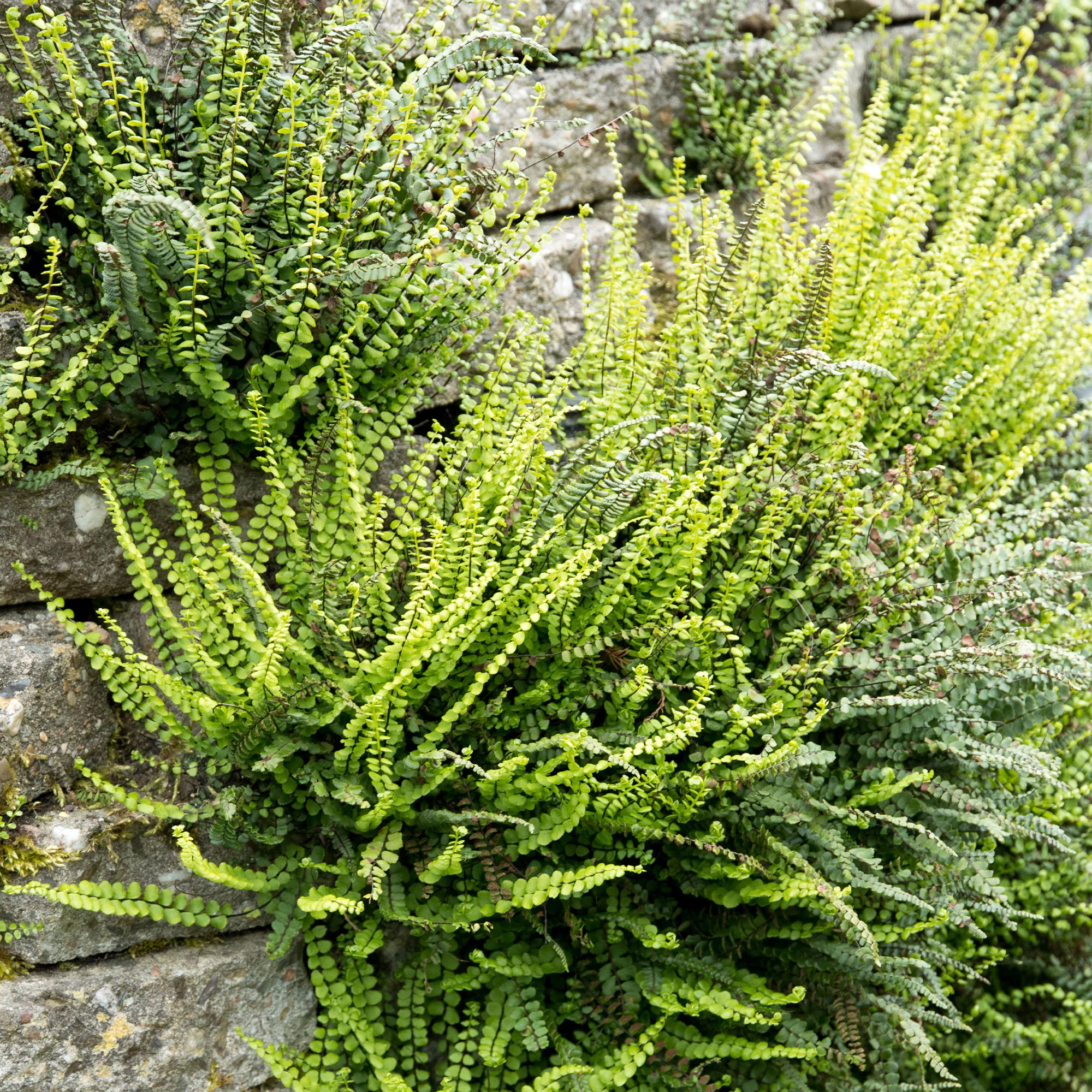 Steenbeekvaren - Image 3