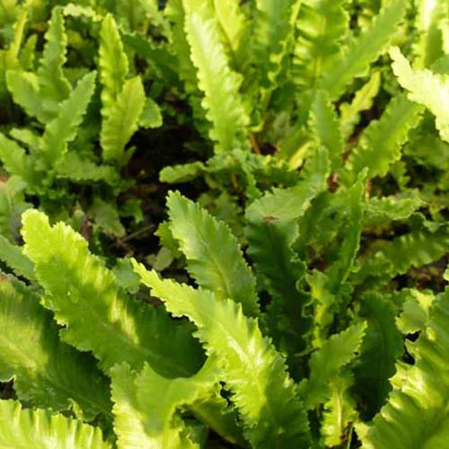 Steenbeekvaren Angustatum