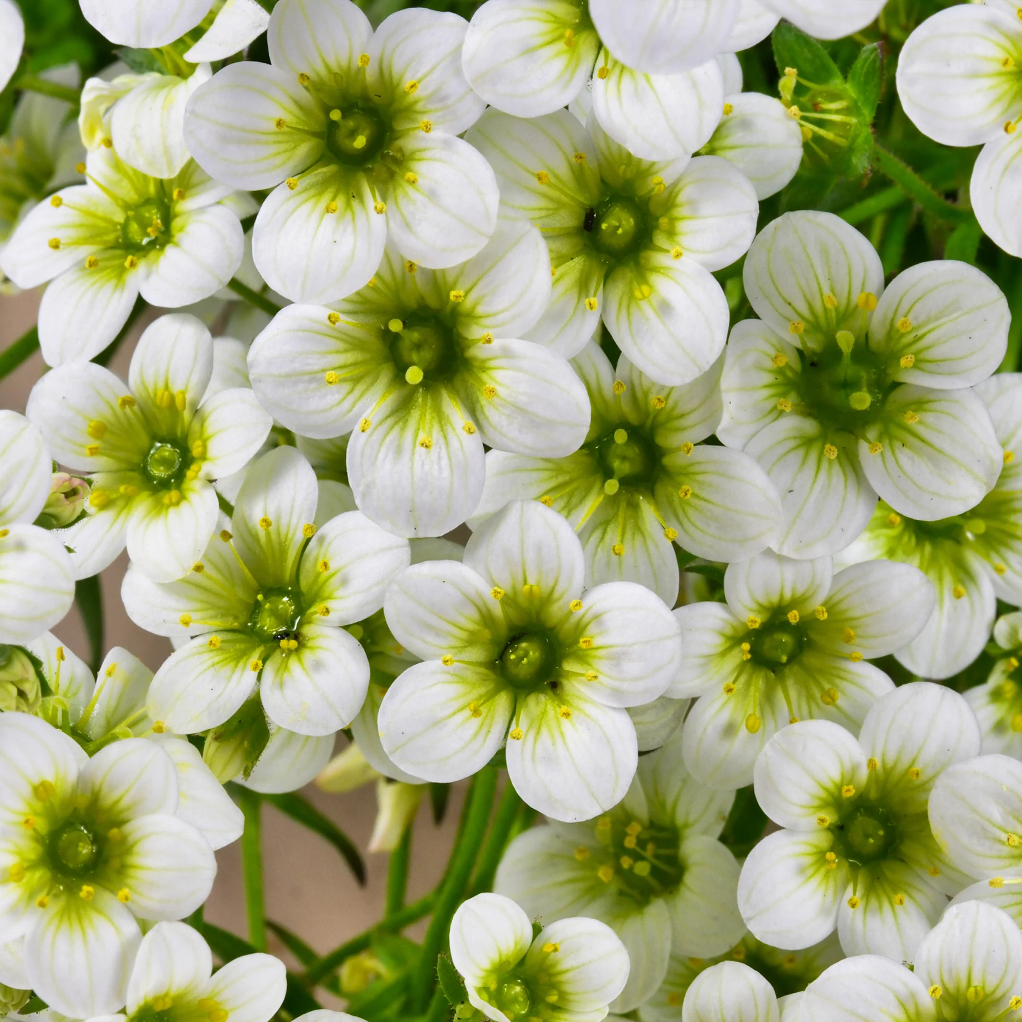Miniatuur 1