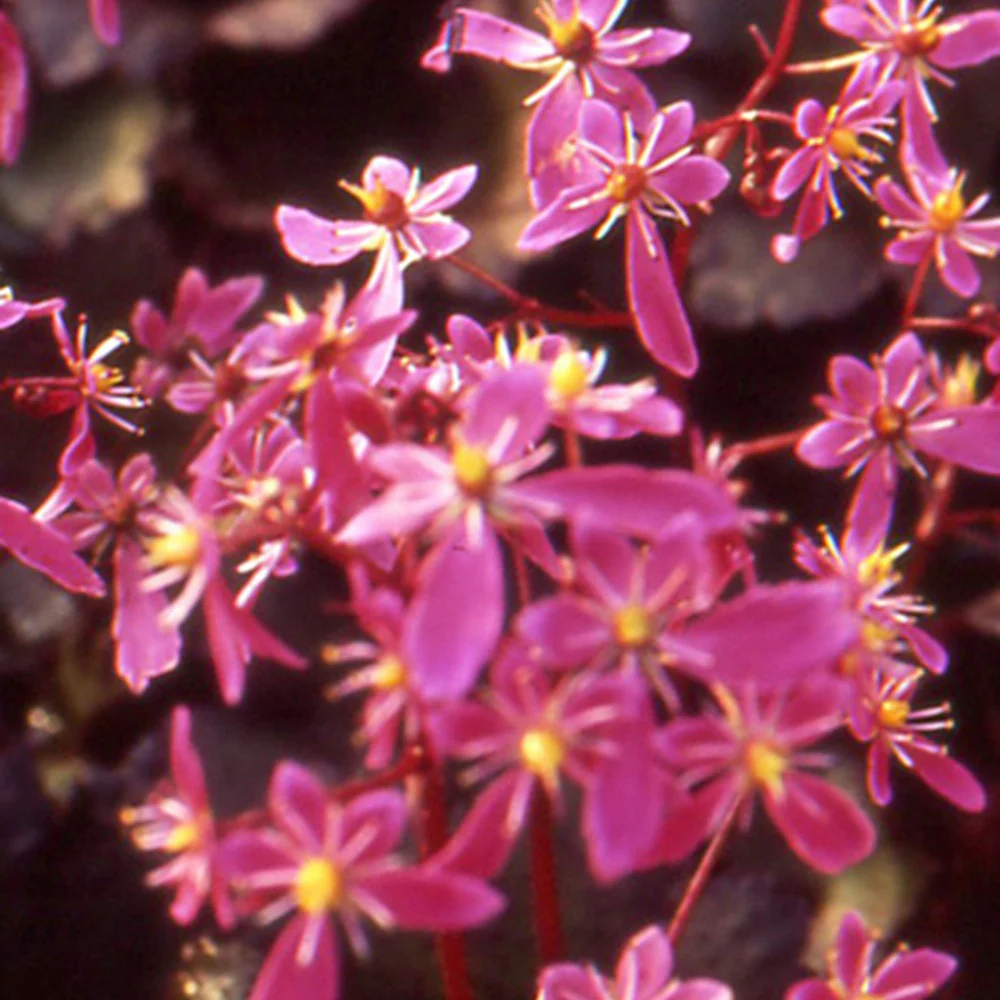 Steenbreek 'Black Ruby'
