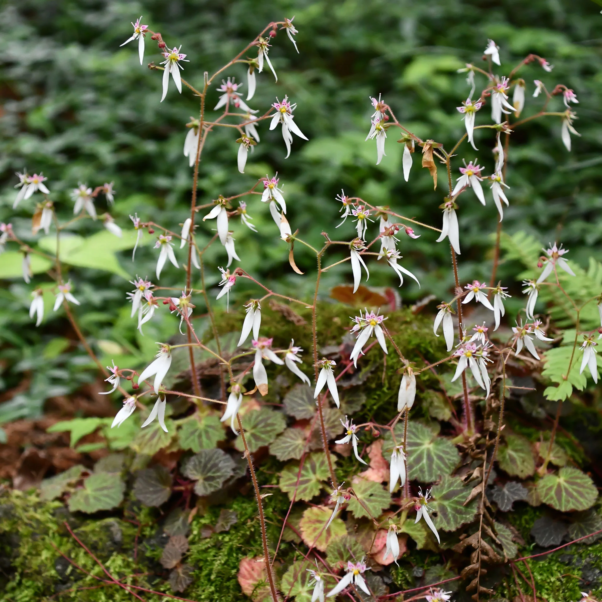 Miniatuur 1