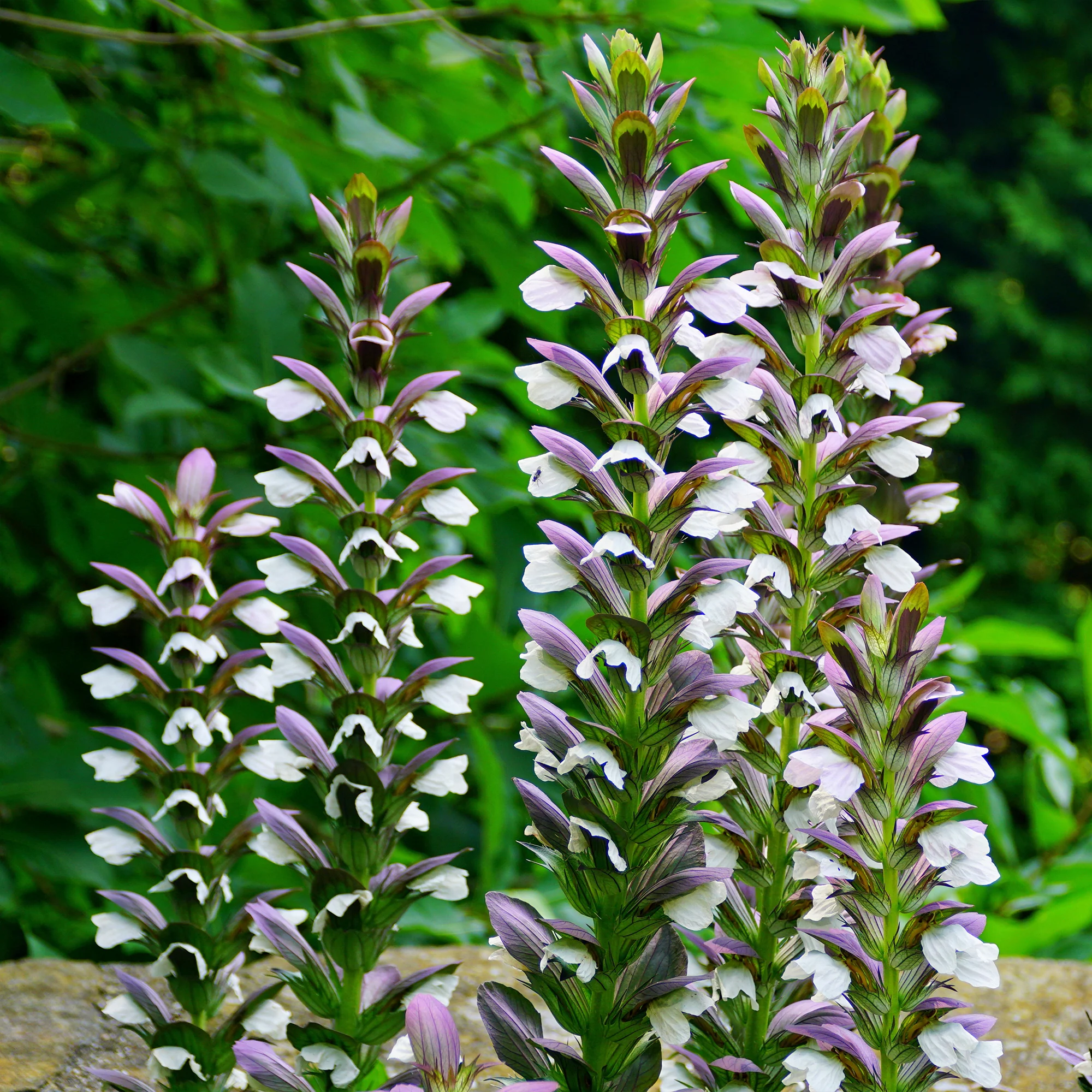 Miniatuur 1