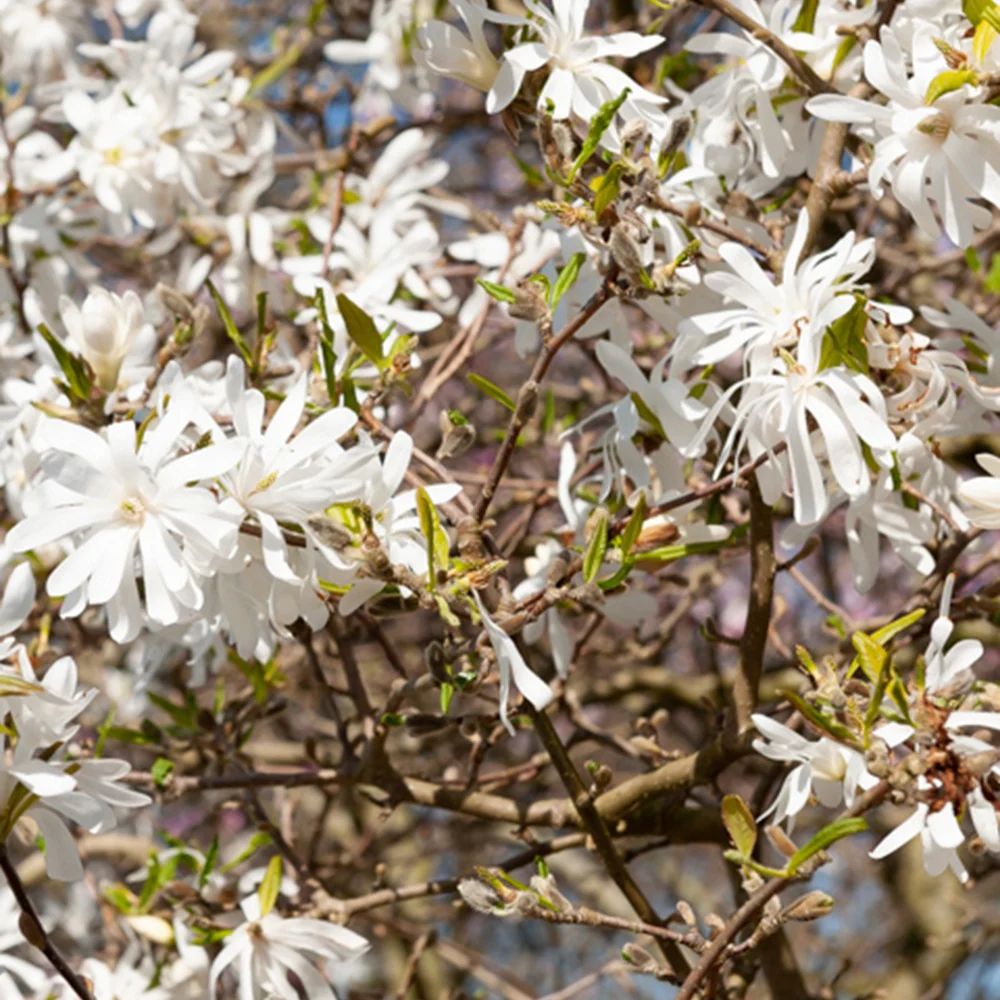"Stermagnolia ""Royal Star""" - Image 3