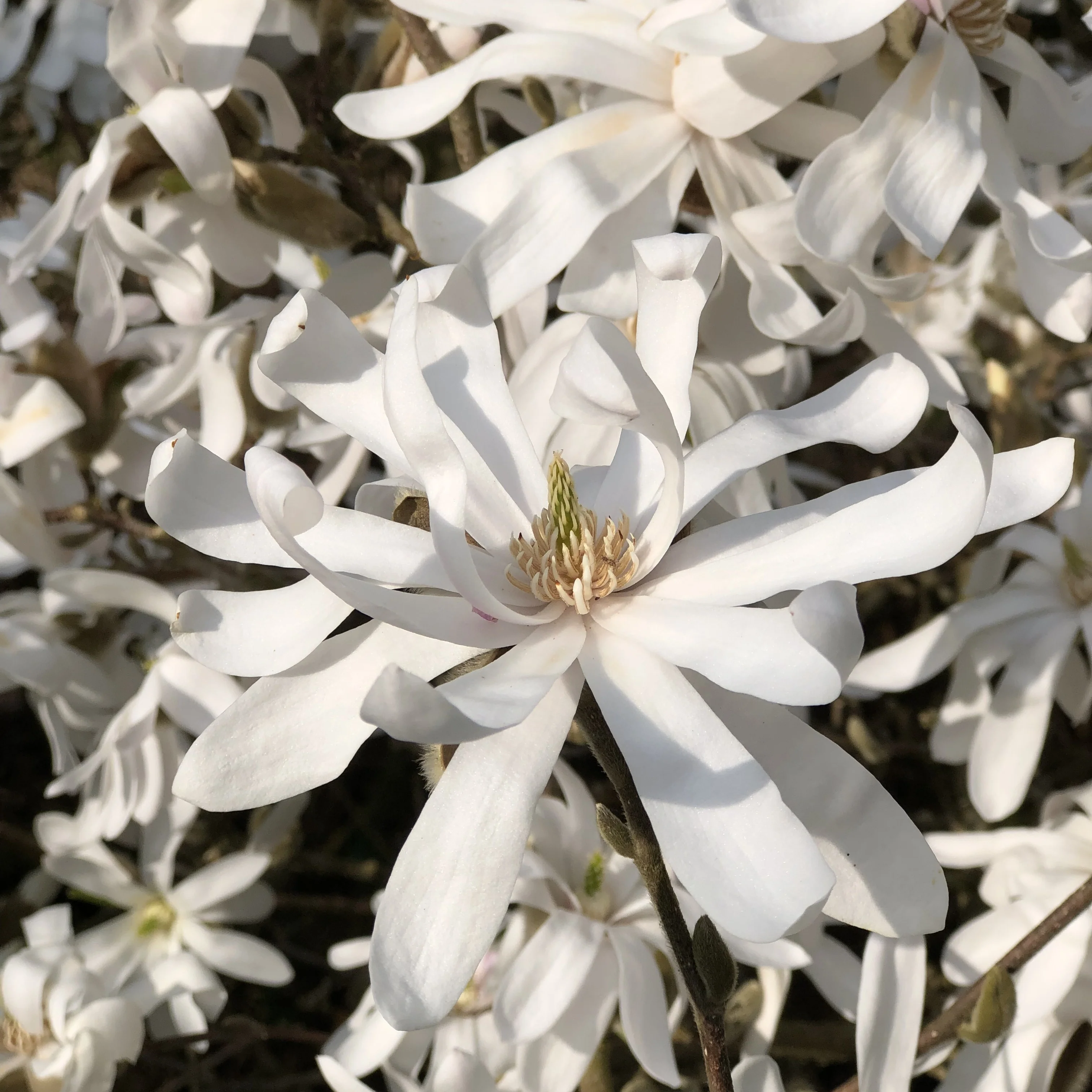 Stermagnolia