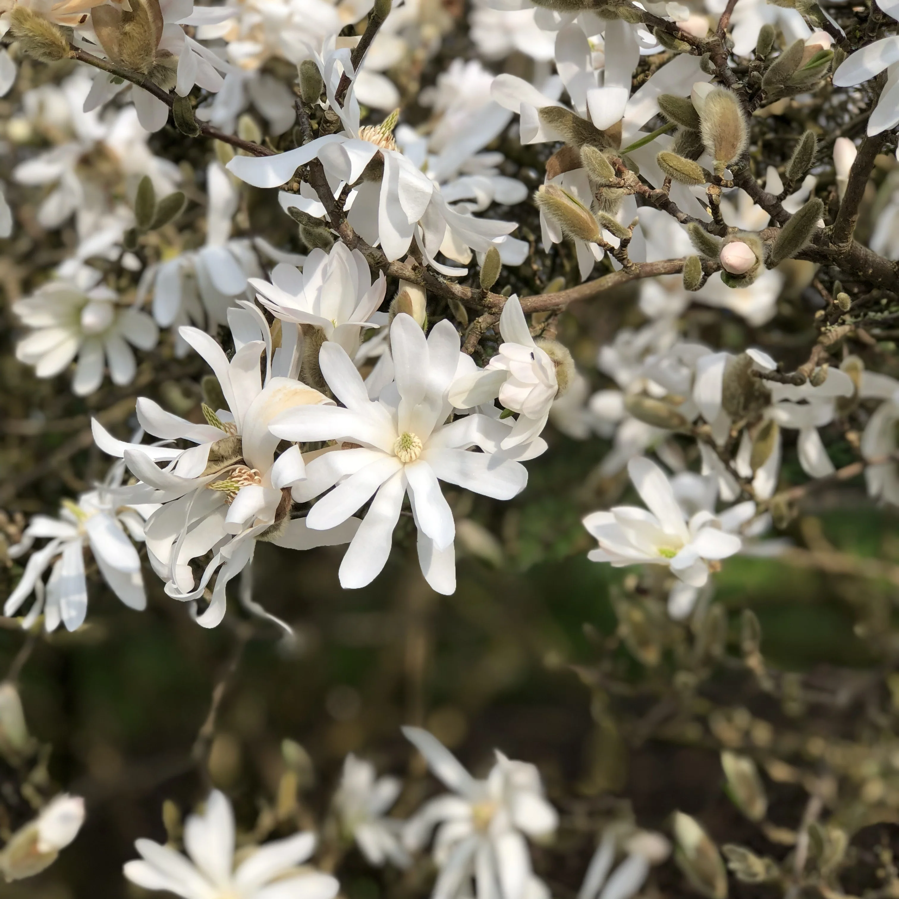 Stermagnolia - Image 2
