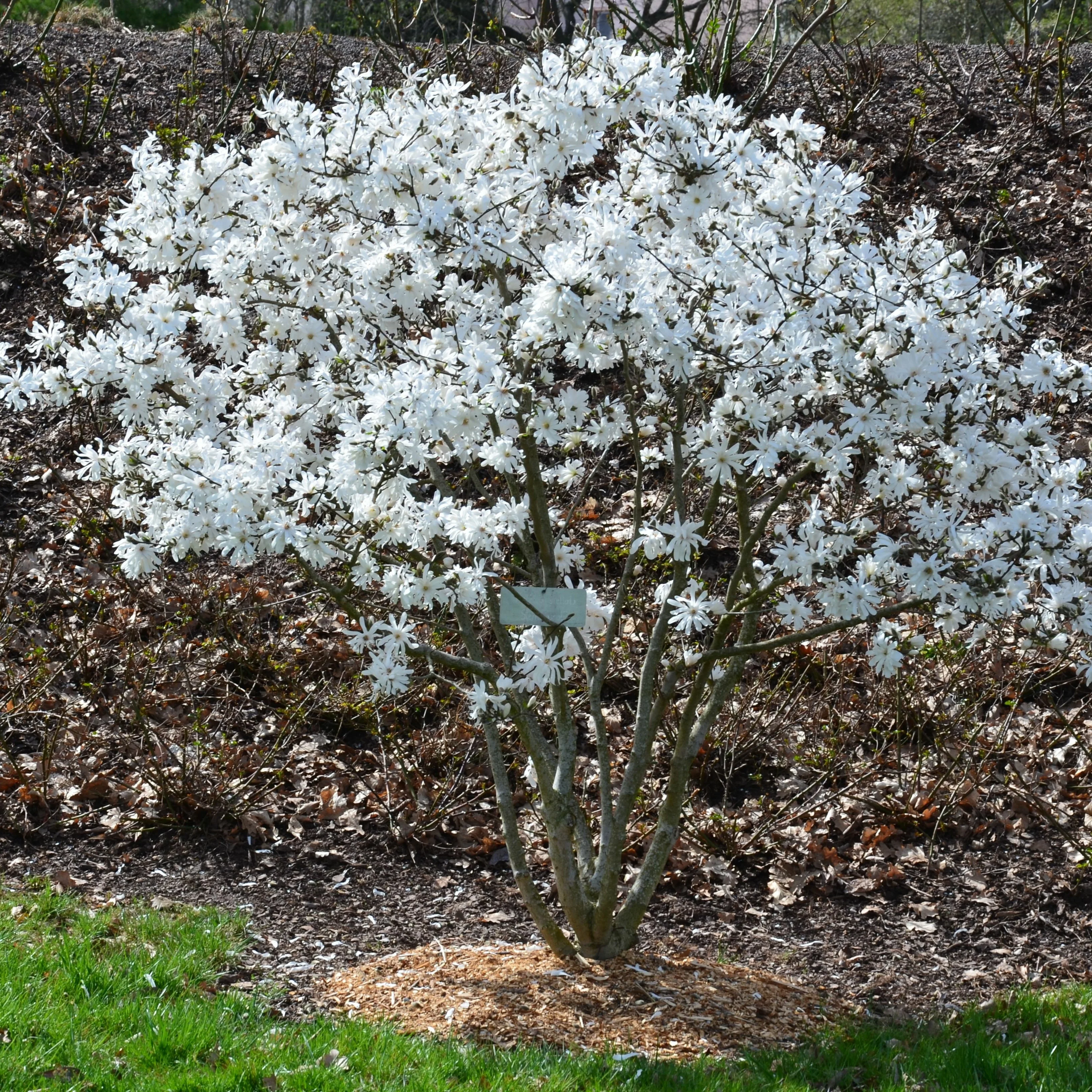 Stermagnolia - Image 3