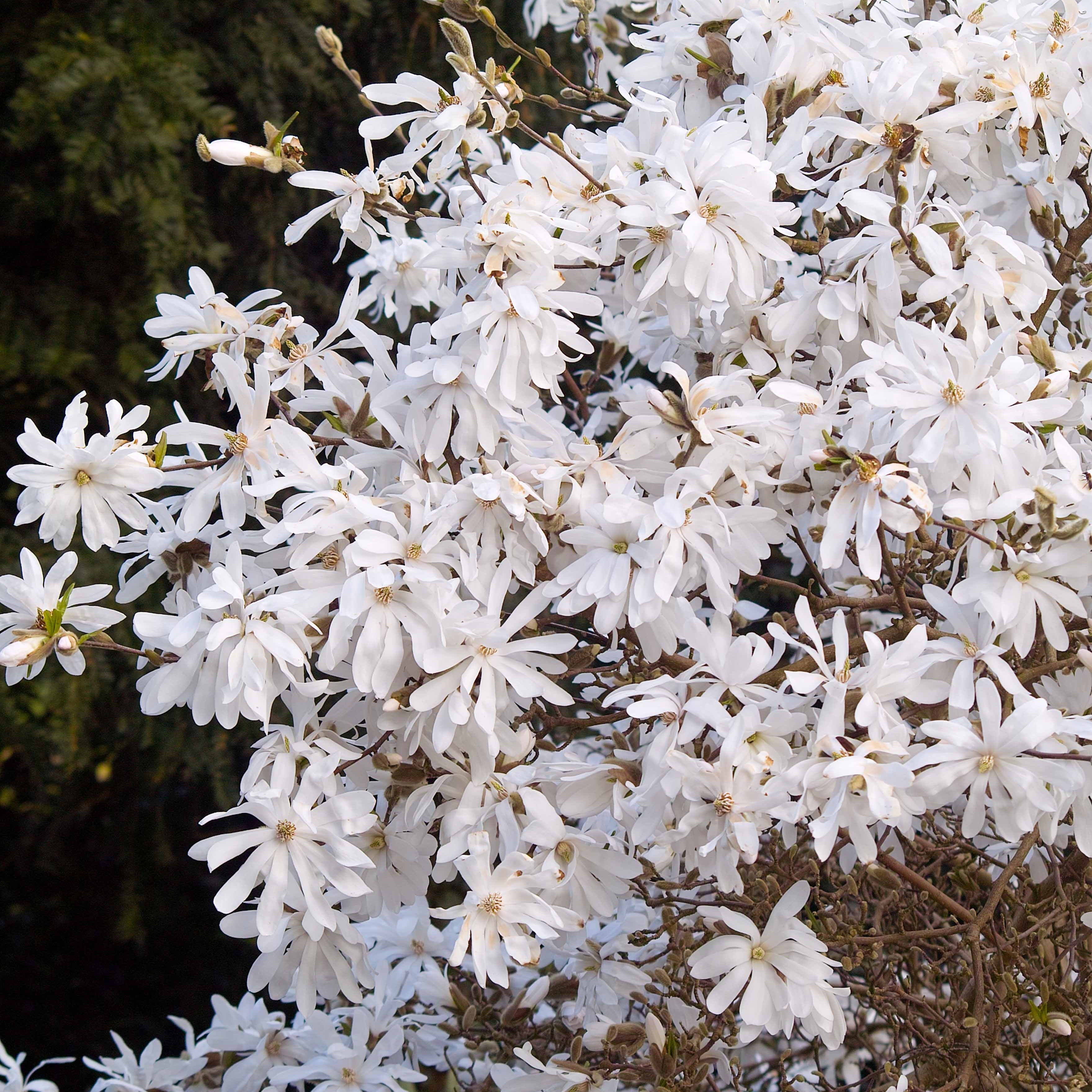 Stermagnolia - Image 4