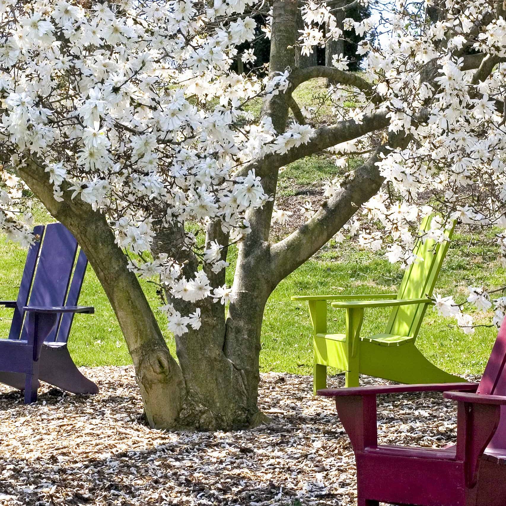 Stermagnolia - Image 5