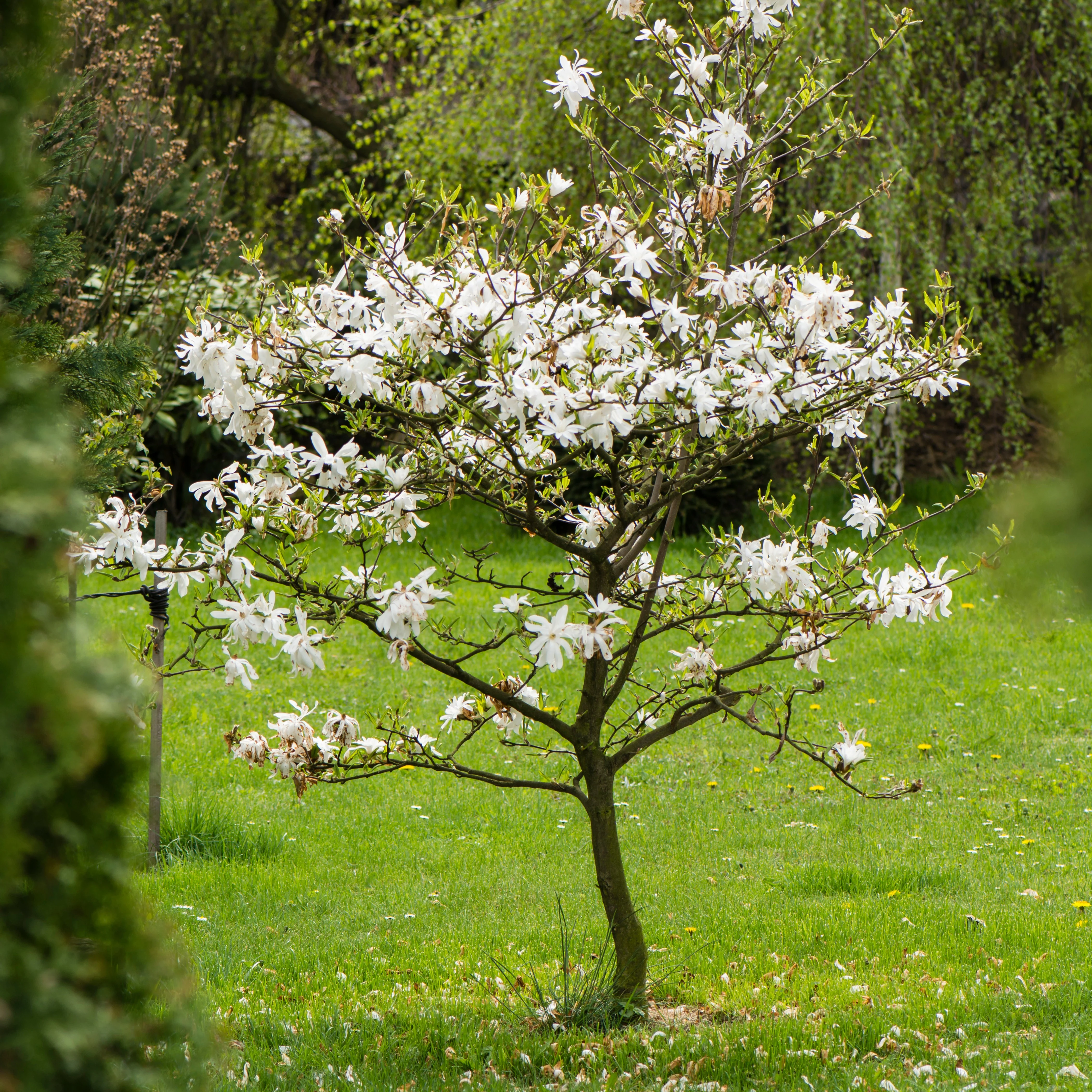 Stermagnolia - Image 6