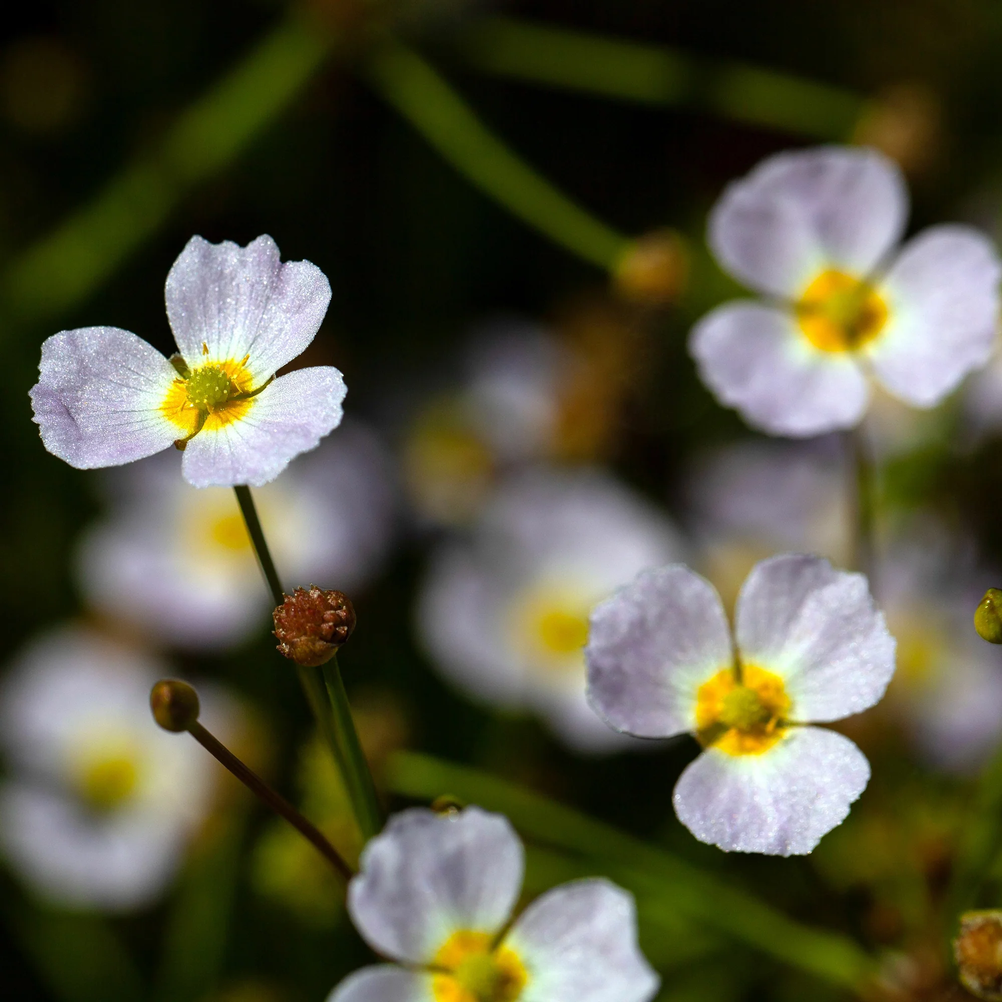 Baldellia ranunculoides