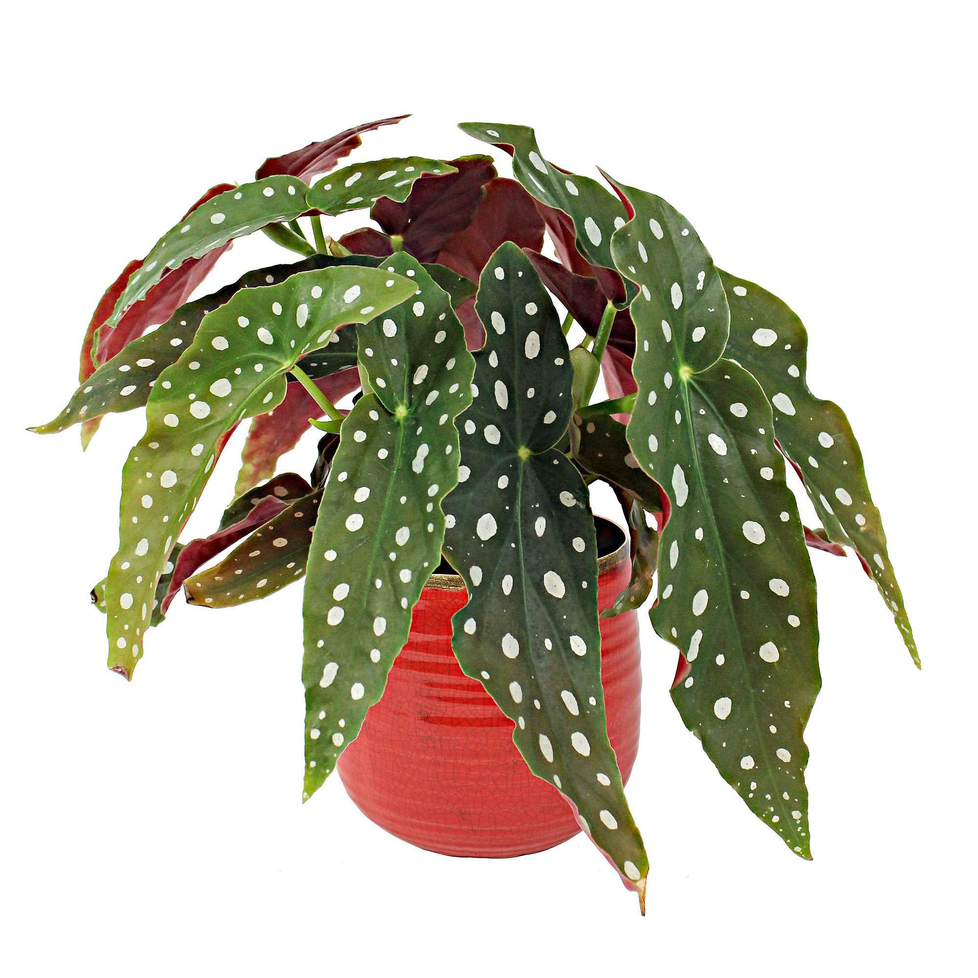 Stippenbegonia - Image 2