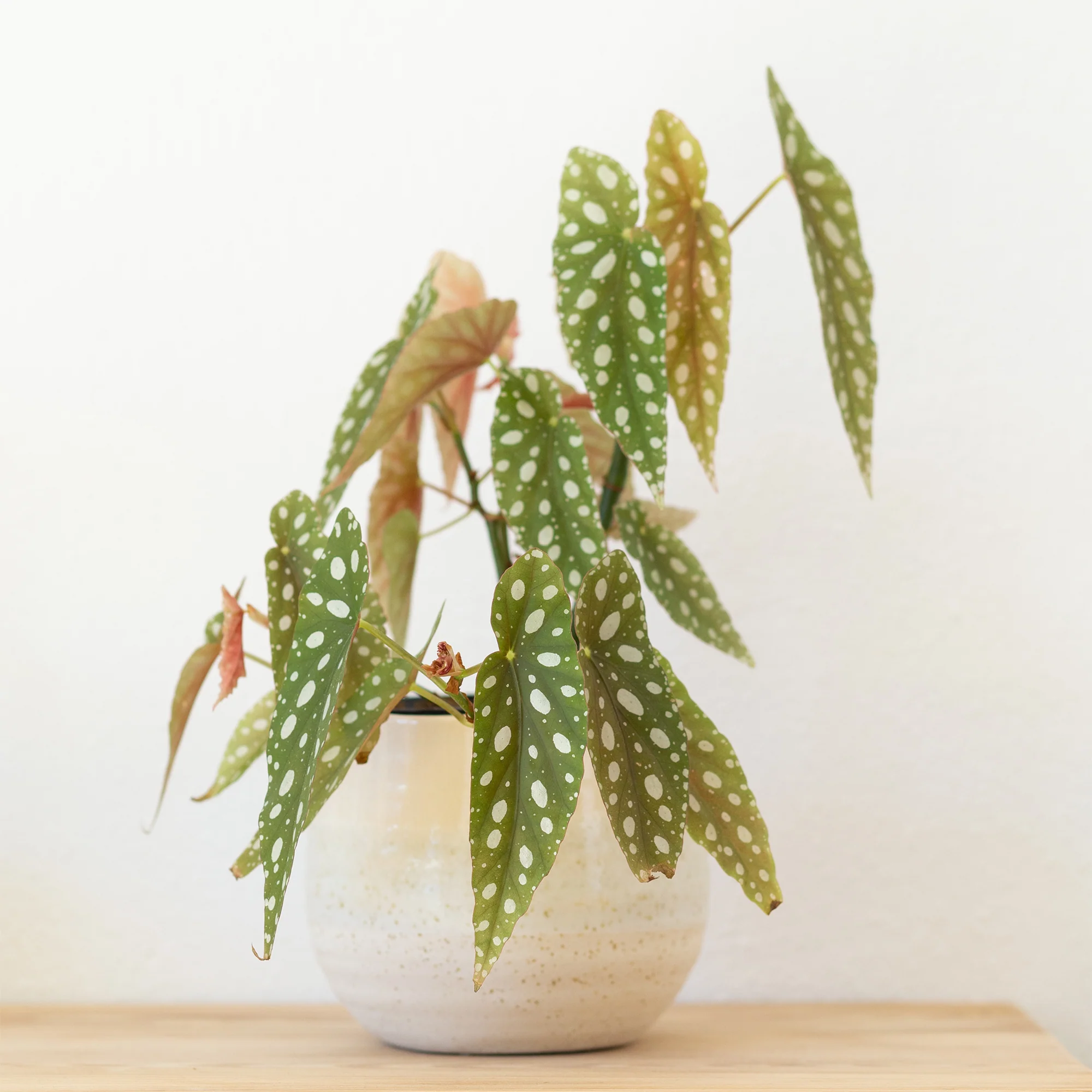 Stippenplant /Begonia maculata