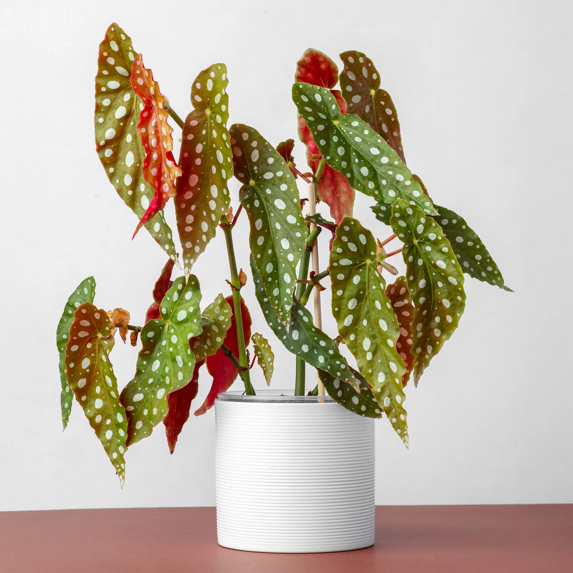 Stippenplant /Begonia maculata - Image 2
