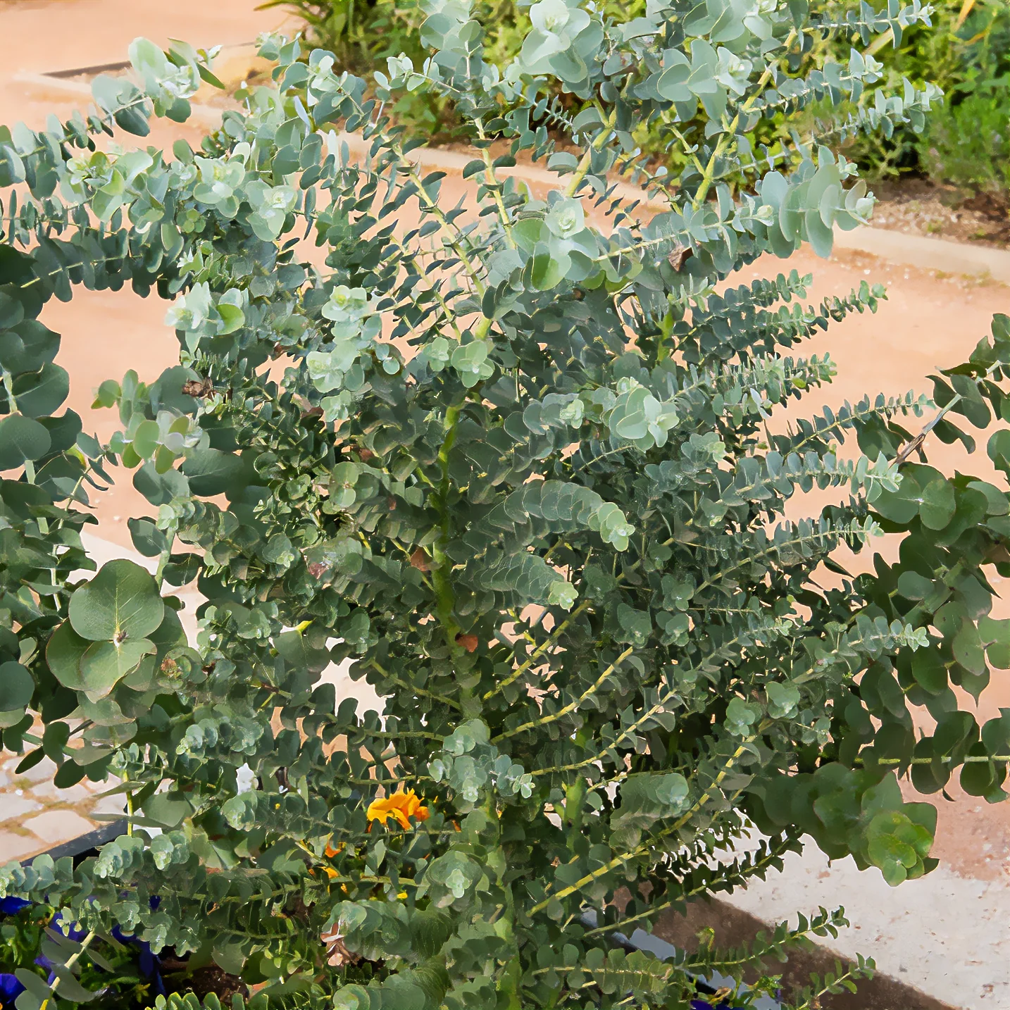 Eucalyptus Silver Dollar