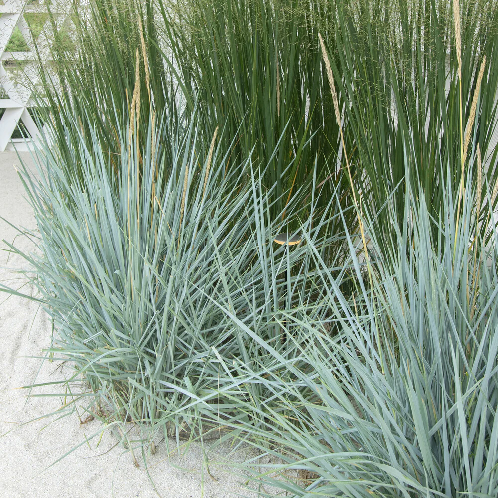 Strandhaver Blue Dune - Image 3