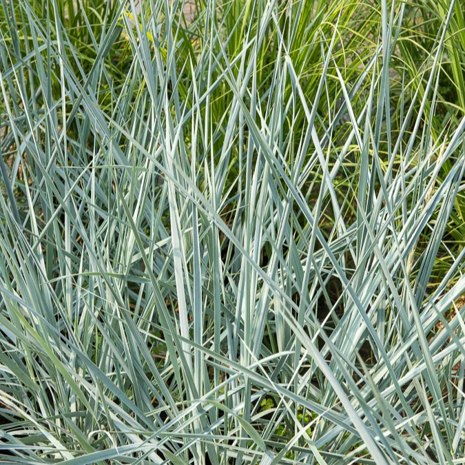 Strandhaver Blue Dune - Image 4