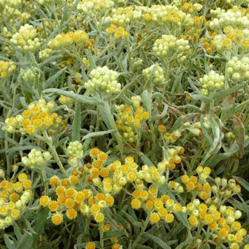 Strobloem Swefellicht
